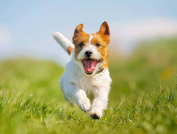 Animal photograph of a dog running through grass